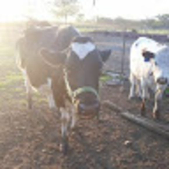 Meet your Posher, Katelyn - Picture 1 of 1